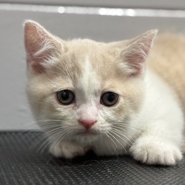 マンチカン(短足)【栃木県・男の子・2025年8月10日・クリーム&ホワイト】の写真「困り顔🥺🩵」