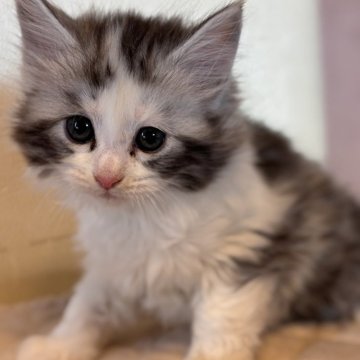 メインクーン【栃木県・女の子・2025年10月10日・ダイリュートキャリコ】の写真「美人さん💖」