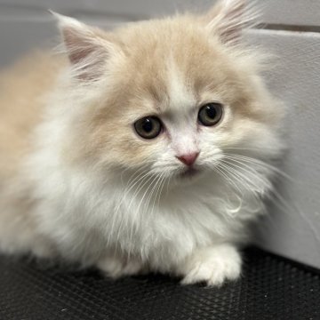 マンチカン(短足)【栃木県・男の子・2025年8月10日・クリーム&ホワイト】の写真「いけめんくん🩵」