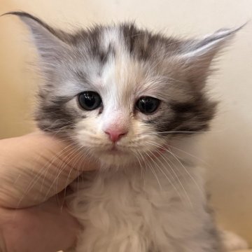 メインクーン【栃木県・女の子・2025年10月10日・ダイリュートキャリコ】の写真「美人さん💖」