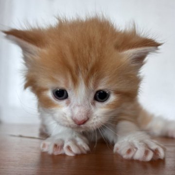 メインクーン【栃木県・男の子・2025年10月10日・レッドタビー&ホワイト】の写真「いけめんくん🌟」