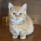 マンチカン(短足)【栃木県・男の子・2024年11月11日・レッドタビー】の写真1