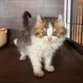 アメリカンカール