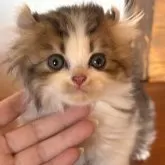 アメリカンカール【栃木県・男の子・2025年9月20日・ブラウンタビー&ホワイト】の写真1