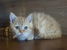 マンチカン(短足)【栃木県・男の子・2024年11月11日・レッドタビー】の写真2