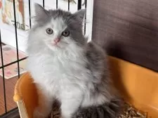 マンチカン(長足)【栃木県・男の子・2025年7月24日・ブルー&ホワイト】の写真10