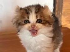 アメリカンカール【栃木県・男の子・2025年9月20日・ブラウンタビー&ホワイト】の写真3