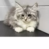 メインクーン【栃木県・女の子・2025年3月13日・シルバータビー&ホワイト】の写真6