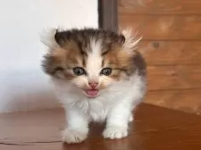 アメリカンカール【栃木県・男の子・2025年9月20日・ブラウンタビー&ホワイト】の写真8