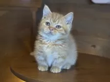 マンチカン(短足)【栃木県・男の子・2024年11月11日・レッドタビー】の写真9