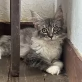 メインクーン【栃木県・女の子・2025年3月13日・シルバータビー&ホワイト】の写真2