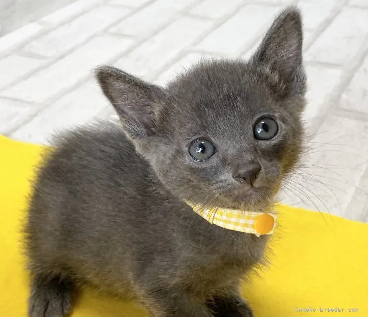 ID：2107-02502の子猫