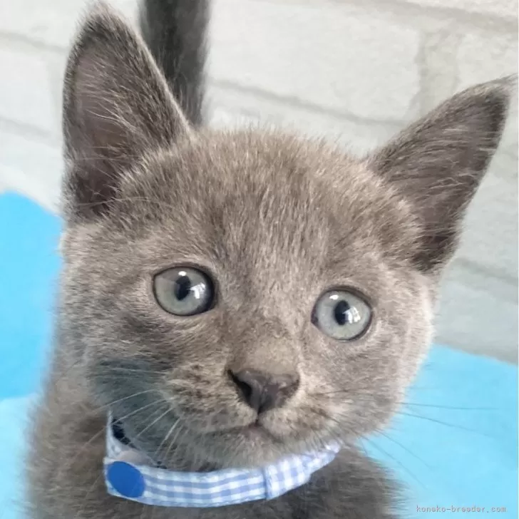 ID：2402-01016の子猫