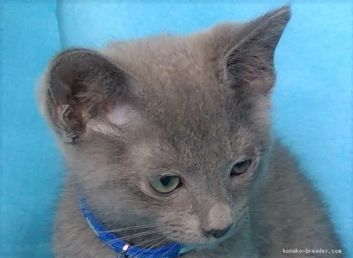 ID:2006-00642の子猫