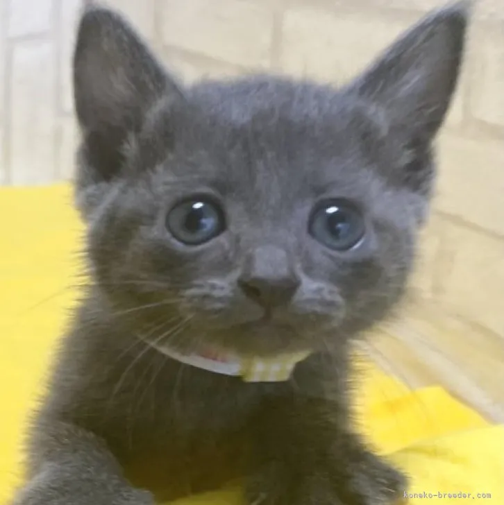 ID:2307-00070の子猫