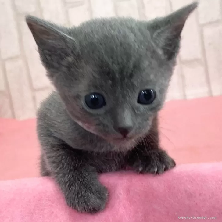 ID：2404-02337の子猫