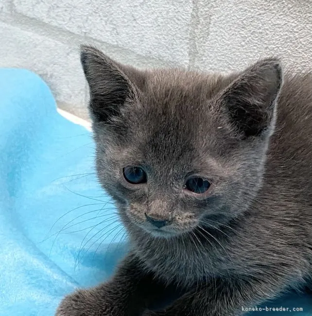 ID：2201-01415の子猫
