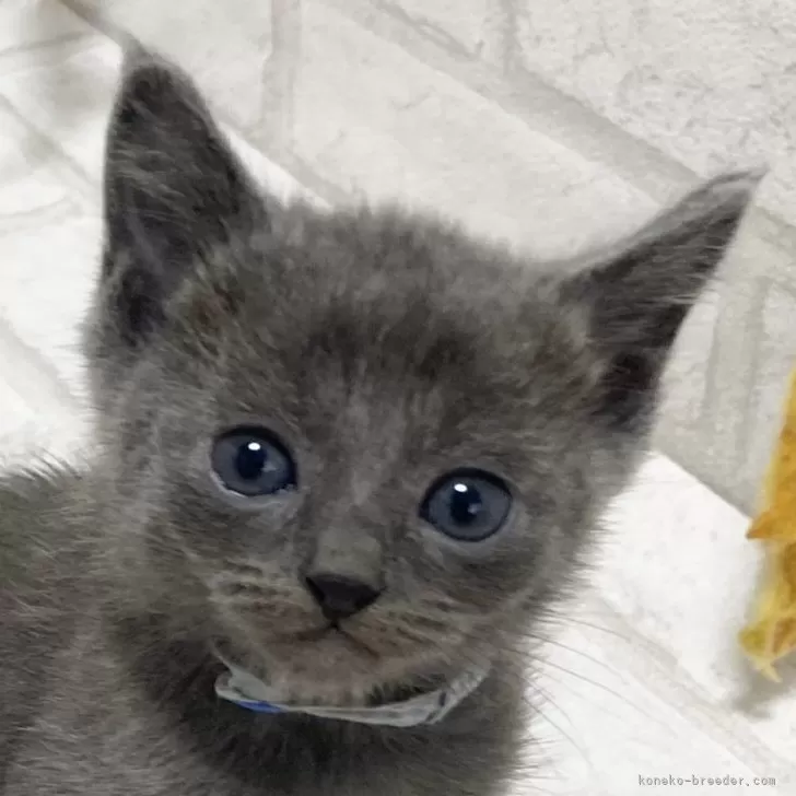 ID:2411-01812の子猫
