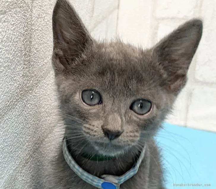 ID：2110-01990の子猫