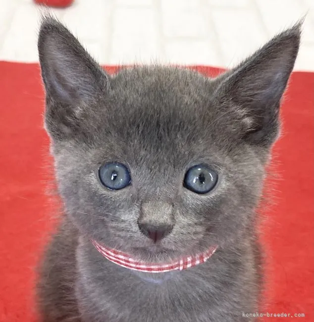 ID:2012-00169の子猫