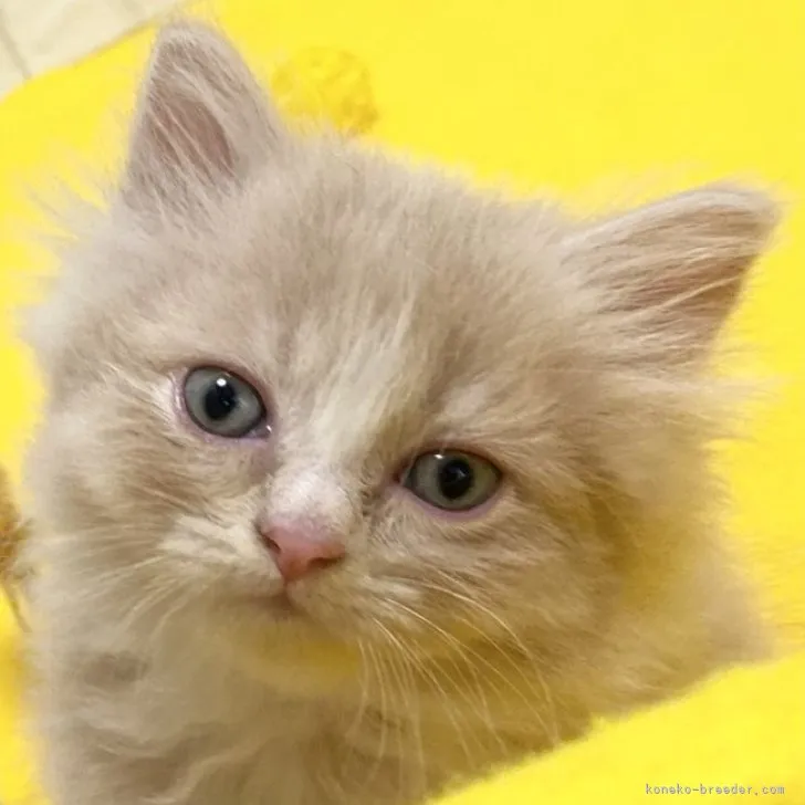 ID:2305-03694の子猫