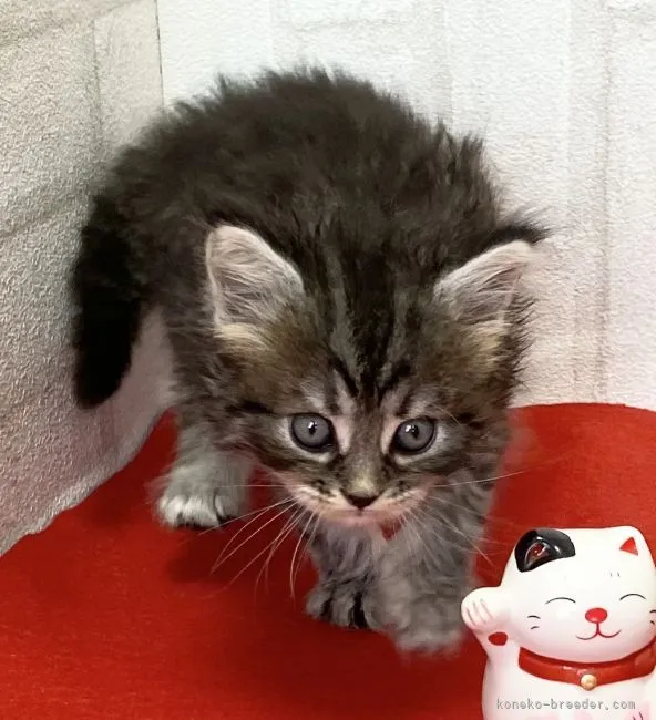 ラガマフィン【滋賀県・女の子・2021年4月17日・シルバータビー】の写真1