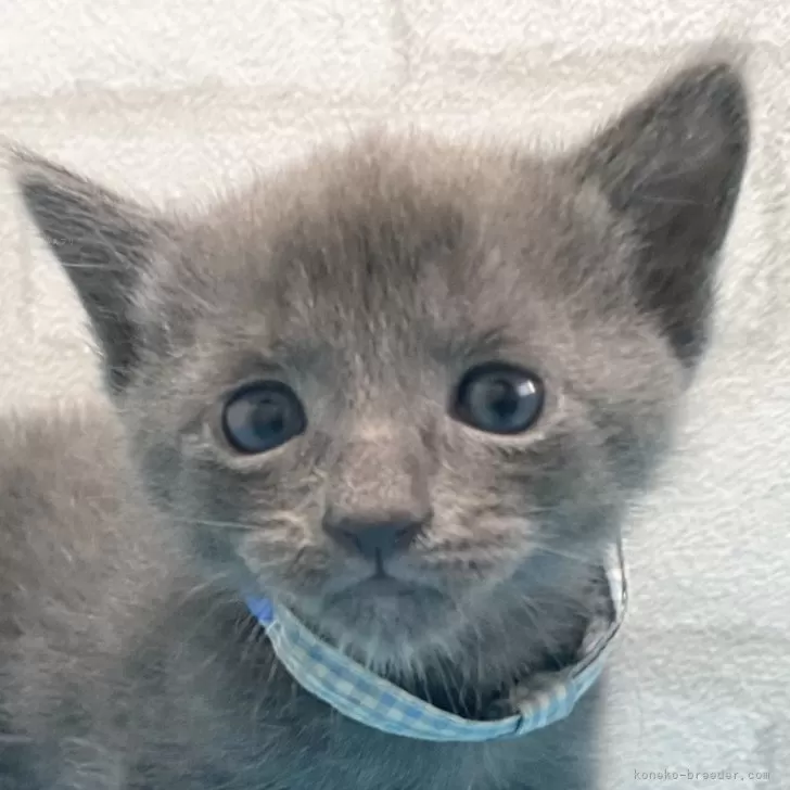 ID：2312-02529の子猫