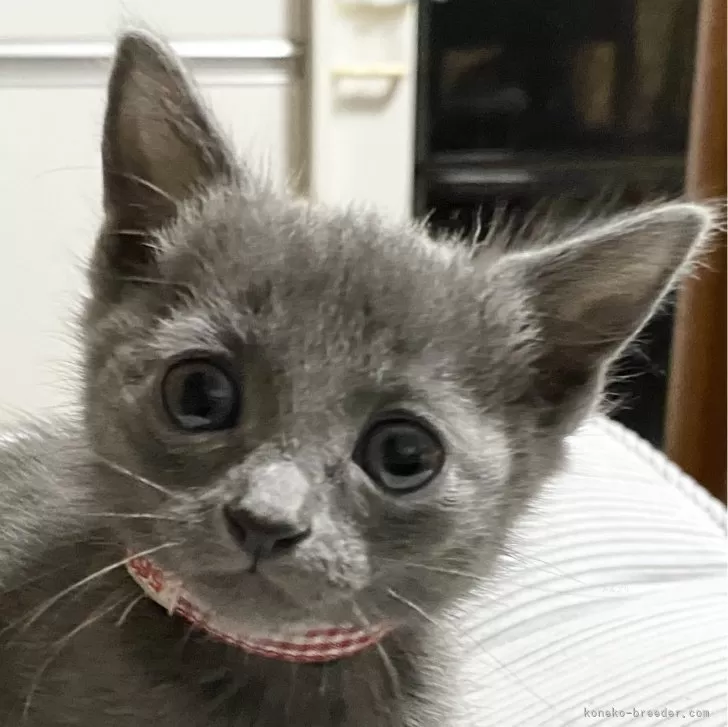 ID：2401-01812の子猫