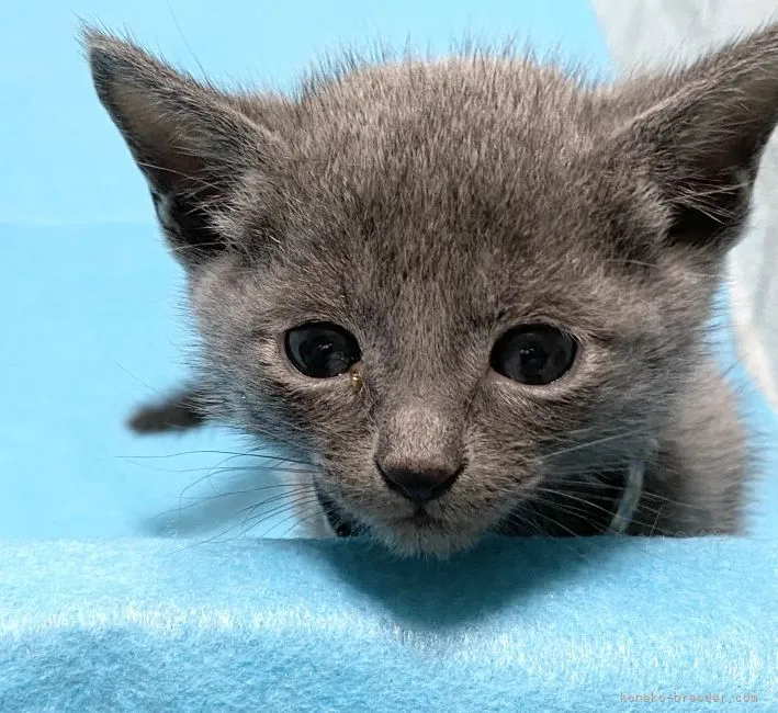 ID:2204-02339の子猫
