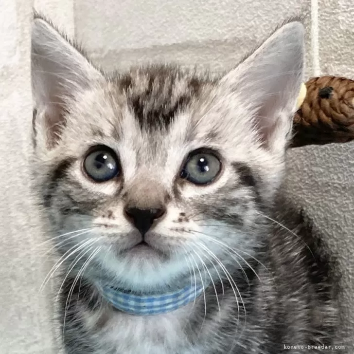 ID:2407-02055の子猫