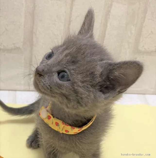 ID:2009-00563の子猫