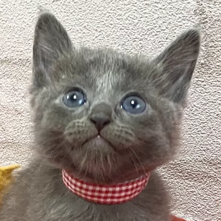 まめ 様のお迎えした子猫