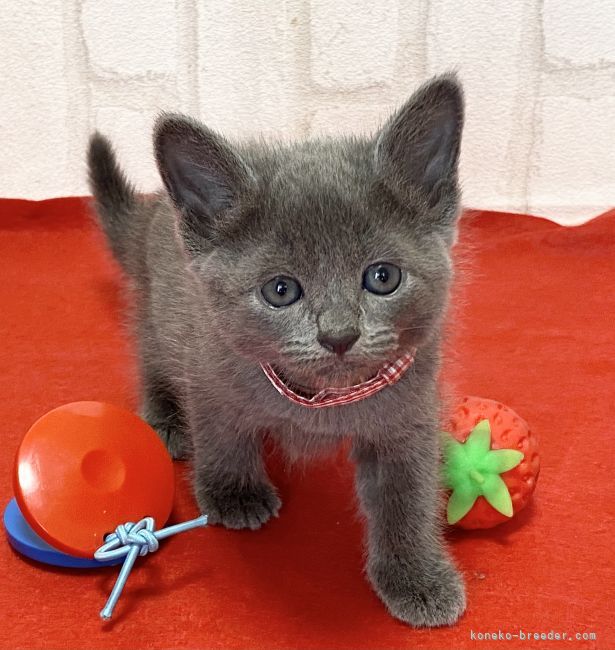 ロシアンブルー 滋賀県 女の子 21年8月25日 ブルー めちゃくちゃ可愛い女の子です みんなの子猫ブリーダー 子猫id 2109 ロシアンブルー 滋賀県 女の子 21年8月25日 ブルー めちゃくちゃ可愛い女の子です みんなの子猫ブリーダー 子猫id 2109