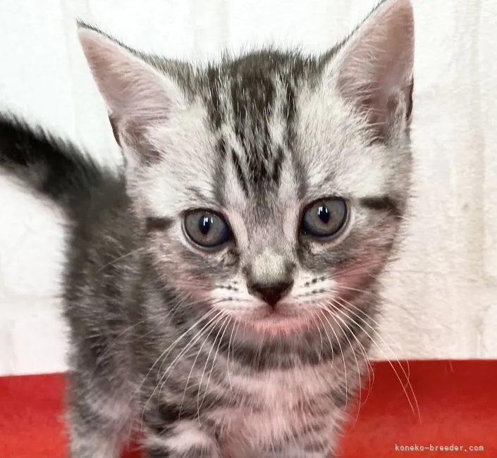 ID:2103-01678の子猫