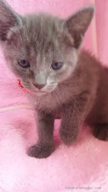 ID:2005-00218の子猫