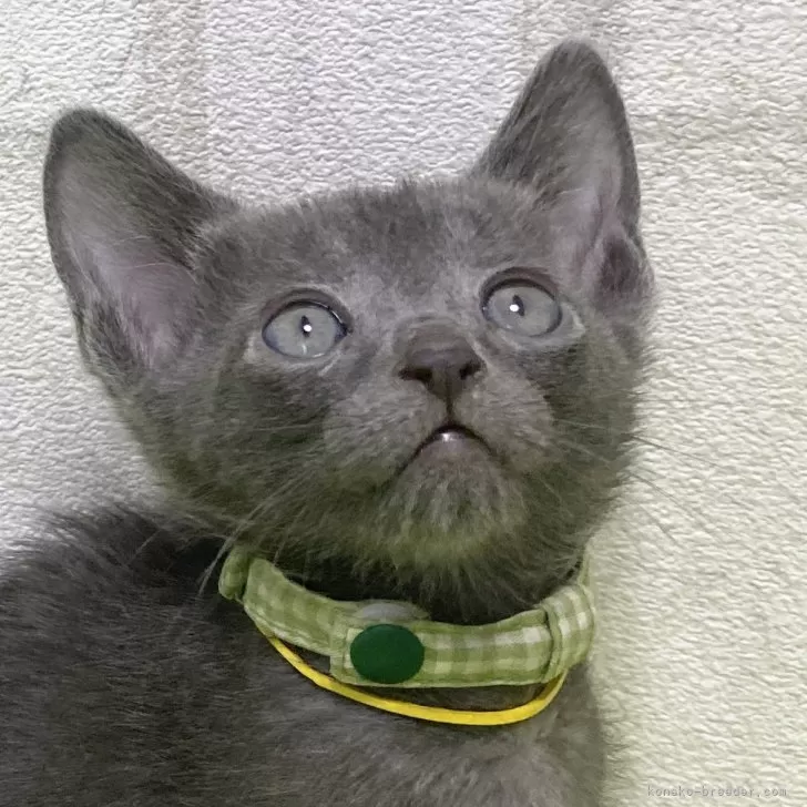 ID:2401-02067の子猫