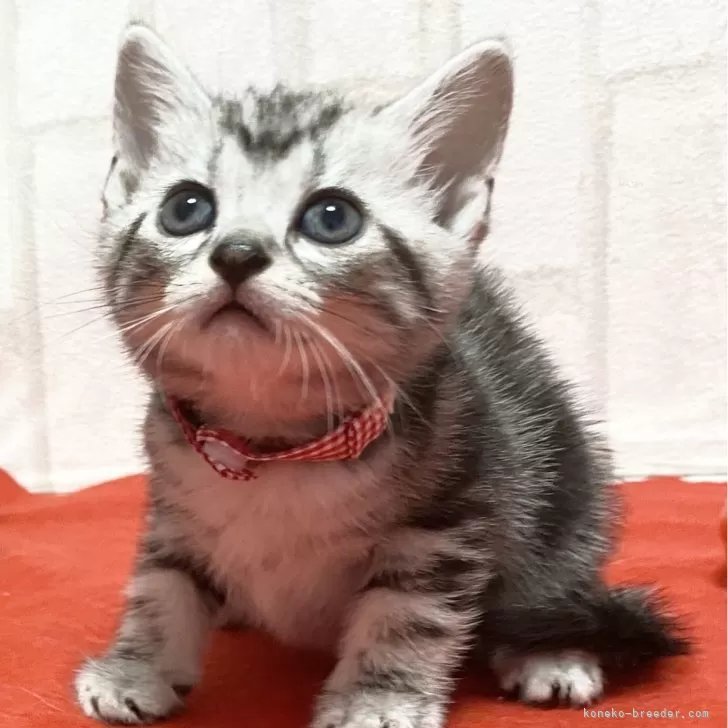 ID:2409-01739の子猫