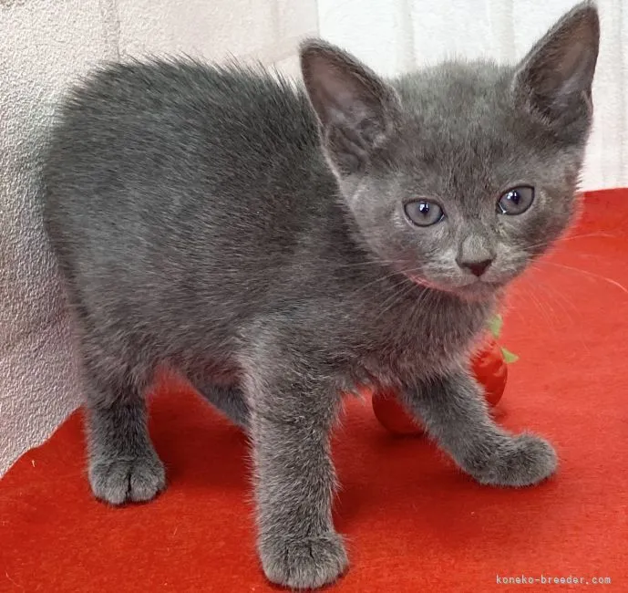 ロシアンブルー【滋賀県・女の子・2021年2月17日・ブルー】の写真1