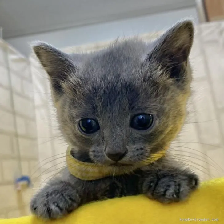 ID：2302-01746の子猫