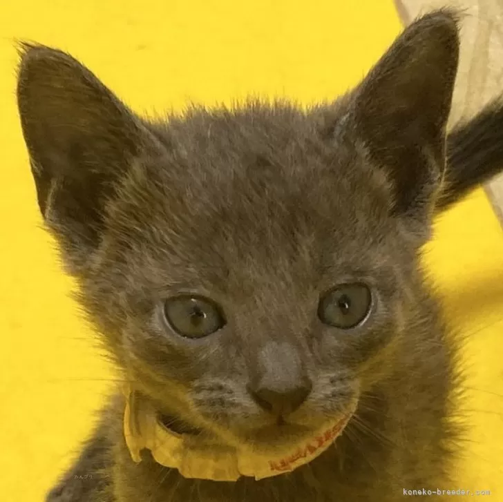 ID:2407-00490の子猫