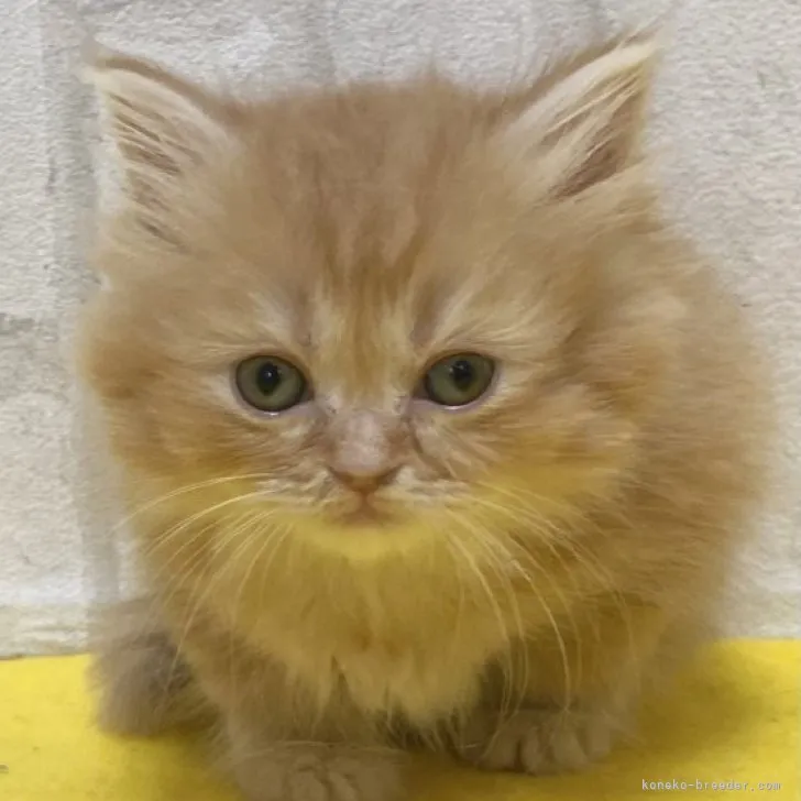 ID:2309-02304の子猫