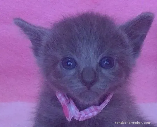 ID：2006-01060の子猫