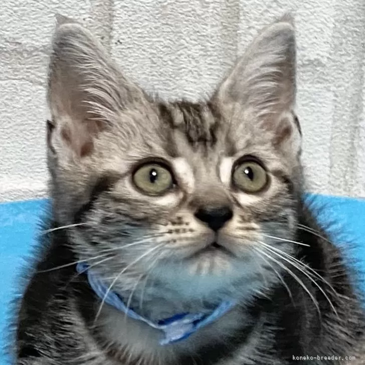 ID：2410-01610の子猫