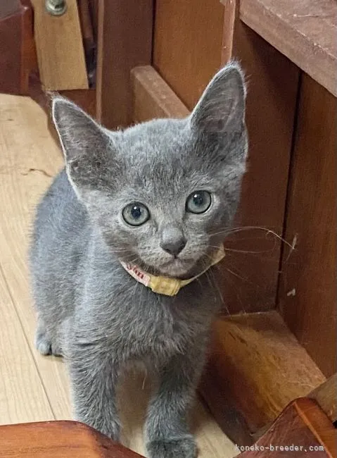 ID：2105-01094の子猫