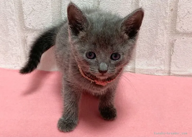 ID：2204-02335の子猫