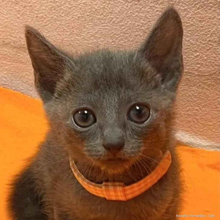 ID：2311-01849の子猫