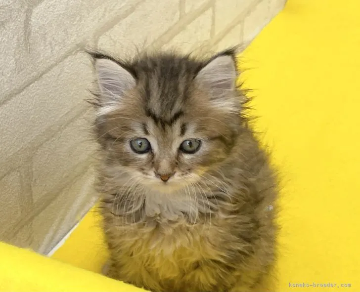 ID：2205-02609の子猫