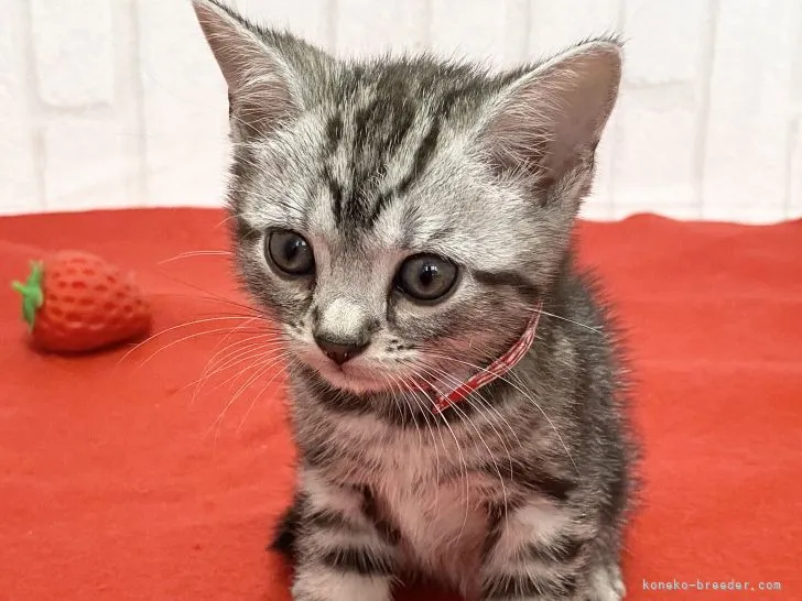 ID：2205-01761の子猫