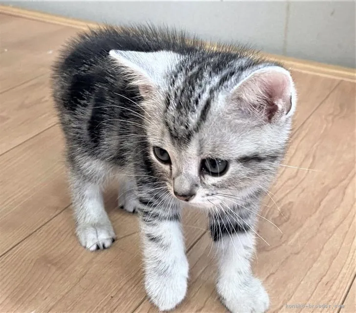 ID:2006-00006の子猫