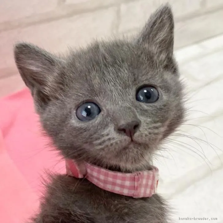 ID：2302-01223の子猫